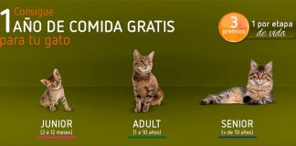 Consigue 1 año de comida gratis para tu gato consigue 1 año de comida gratis para tu gato