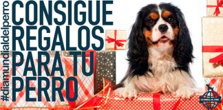 Consigue regalos en el Día Mundial del Perro Consigue regalos en el Día Mundial del Perro