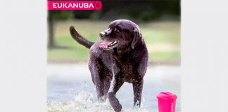 Eukanuba sortea 2 premios para perros Eukanuba sortea 2 premios para perros