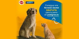 Consigue una revisión dental gratis para tu perro con Pedigree Revisión dental gratis para tu perro con Pedigree