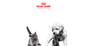 Muestras gratis de Royal Canin para gatos Muestras gratis de Royal Canin para gatos