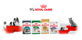 Consigue un sobre gratis de comida húmeda de Royal Canin